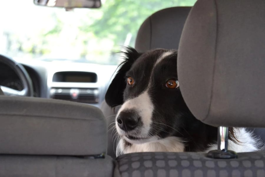 Ταξίδι με σκύλο στο αυτοκίνητο: Χρήσιμες συμβουλές για ασφαλείς και ευχάριστες διαδρομές