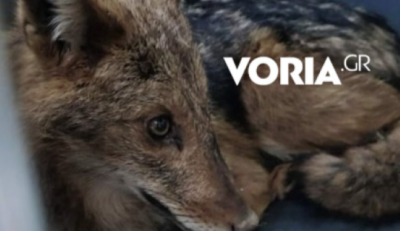 Θεσσαλονίκη: Μικρός τραυματισμένος λύκος βρήκε καταφύγιο σε βιβλιοπωλείο