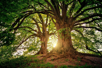 Τριάντα δέντρα ηλικίας άνω των 2.000 ετών σε ολόκληρη τη Γη, τα παλαιότερα είναι 4.900 ετών