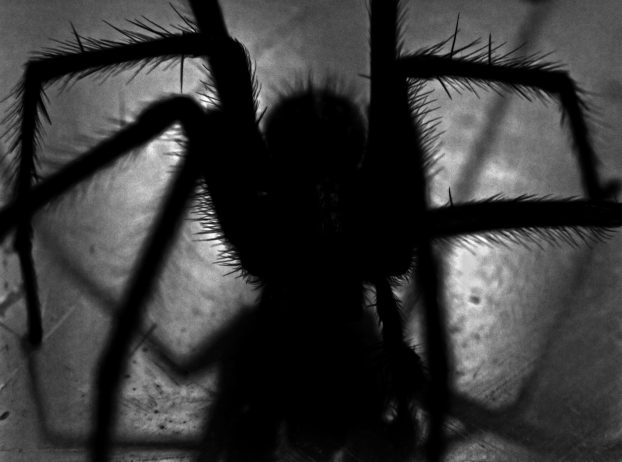 «Μαύρης Χήρας»: Τι μπορεί να προκαλέσει το τσίμπημά της αράχνης