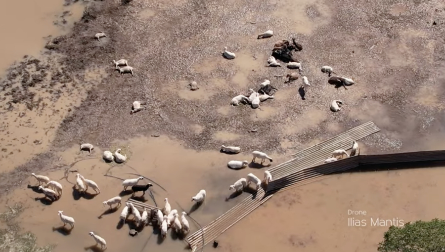 Σε νεκροταφείο ζώων μετατράπηκε ο θεσσαλικός κάμπος, σοκαριστικές εικόνες