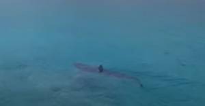 Kαρχαρίας «προσκυνητής» στο Πόρτο Γερμενό έκανε βόλτες στα ρηχά (video)