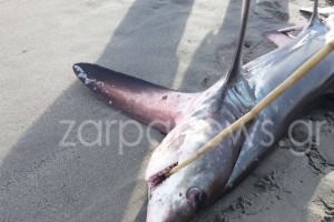 Καρχαρίας 3 μέτρα «βγήκε» στην παραλία του Πλατανιά