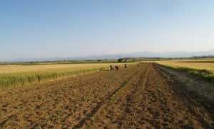 «Κινητή» ελληνική εφαρμογή εντοπίζει παθογένειες στις καλλιέργειες 