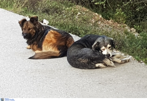 Γυναίκα μεταφέρθηκε αιμόφυρτη στο νοσοκομείο από επίθεση σκύλων στην Εύβοια