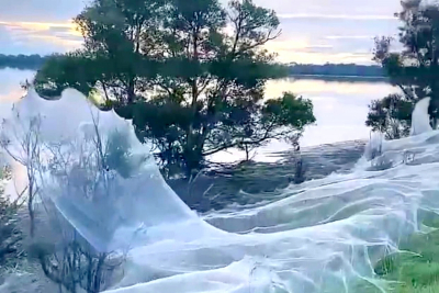 Αυστραλία: Ιστοί αράχνης σκέπασαν μια ολόκληρη περιοχή, πώς συνδέονται με τις πλημμύρες (βίντεο)