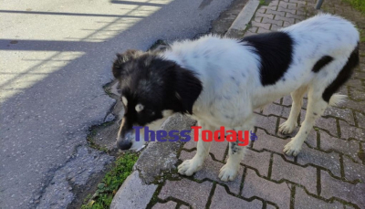 Τραγωδία στη Θεσσαλονίκη: Ο σκύλος της οικογένειας που σώθηκε από την φωτιά κλαίει συνεχώς έξω από το σπίτι (βίντεο)
