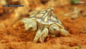 Μεταλλαγμένη δικέφαλη χελώνα αφήνει άναυδους τους επιστήμονες