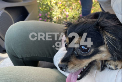 Έσωσαν σκυλάκι που έτρεχε πανικόβλητο σε εθνική οδό της Κρήτης (βίντεο)