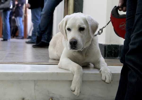 Ποινή φυλάκισης 12 μηνών και τσουχτερό πρόστιμο σε άντρα που βασάνιζε σκύλο