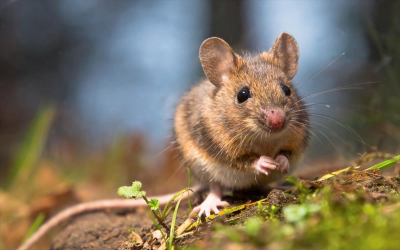 Ταϊβάν: Δάγκωμα ποντικού προκάλεσε κρούσμα κορονοϊού σε εργαστήριο