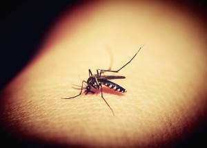 Αρχές Απριλίου οι ψεκασμοί για την καταπολέμηση των κουνουπιών