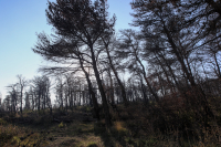 Μεγάλη φωτιά στον Κισσό Πηλίου - Έκαιγαν ξερά χόρτα και ξέφυγε στο δάσος