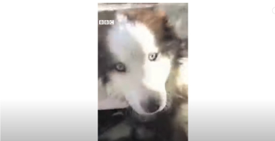 Τουρκία: Θαύμα στα συντρίμμια, σκύλος βρέθηκε ζωντανός 23 μέρες μετά τον φονικό σεισμό