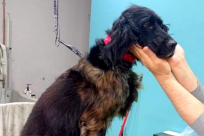 Κτηνωδία στην Πάτρα: Σκληρά βασανιστήρια σε σκύλο - Πώς αστυνομικοί έσωσαν το κακοποιημένο ζώο