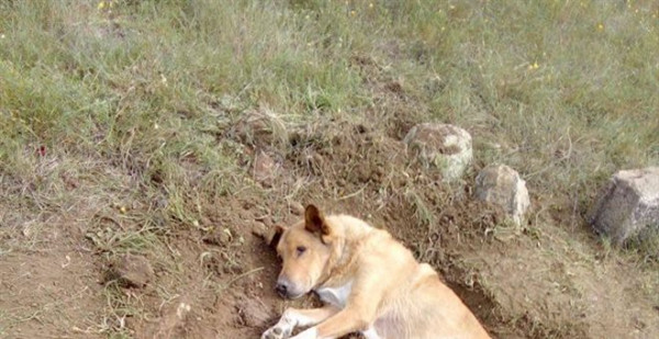 Κτηνωδία: Άγνωστοι έθαψαν σκύλο ζωντανό στην Παλλήνη
