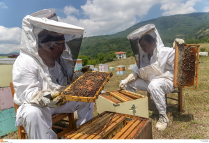 «Διπλοβάρδιες» για τους κλέφτες μελισσιών, σε απόγνωση οι μελισσοκόμοι