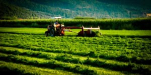 Υποστήριξη της καλλιέργειας των οσπρίων από το υπ. Αγροτικής Ανάπτυξη
