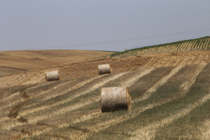 Ενισχύσεις έως 2,3 εκατ. ευρώ σε αγροτικούς συνεταιρισμούς, ποιοι είναι δικαιούχοι